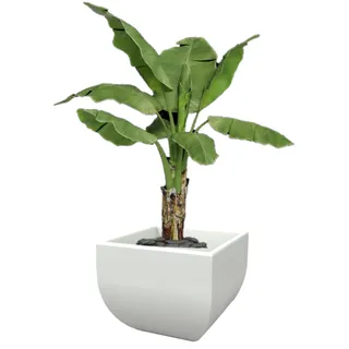 Kloris Moderne quadratische Vase Mittelmeer glatt 50 x 50 cm Höhe 42 cm Farbe weiß Made in Italy