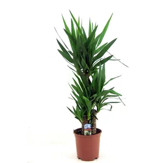 Yucca elephantipes 130-140 cm - Riesen-Palmlilie - Yuccapalme - Palmlilien