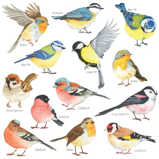DECOWALL Aquarell Vögel Wandsticker Wandtattoo selbstklebend DIY (DS2-8038)