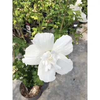 Hibiscus syriacus 'White Chiffon - Garteneibisch, mehrjhrige Rose 40-60 cm Container