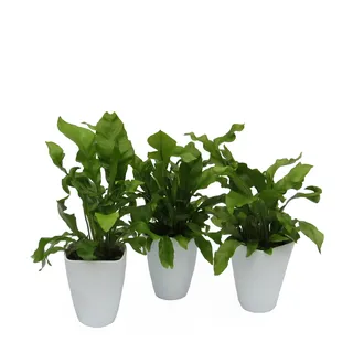 Dominik Blumen und Pflanzen, Zimmerpflanzen Nestfarn "Asplenium nidus", 3 Pflanzen, circa 15 cm hoch, 13 cm Topf und Dekotopf, weiß / grün