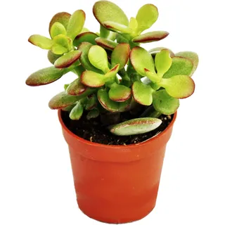 Crassula portulacea minor - Pfennigbaum - im 8,5cm Topf