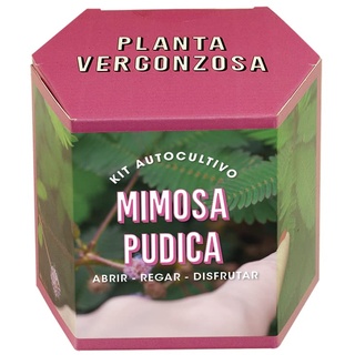 Resetea | Selbstzüchtliches Kit | Mimosa kann ca