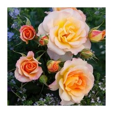 KORDES ROSEN Strauchrose, Rosa »Landlust®«, Blüte: rosa, halbgefüllt