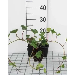 12 x Hedera hibernica - Irischer Efeu - Topf 9 cm x 9 cm
