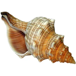 Kaltner Präsente Große Fasciolaria Trapezium Muschel 15–16 cm – Echte Trapez Bandschnecke – Maritime Dekoration, Badezimmer Deko, Aquarium Zubehör, Strandhaus Stil, Geschenk für Meerliebhaber