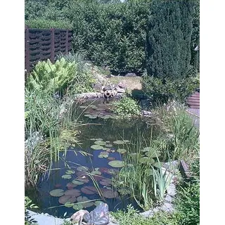 Über 20 Wasserpflanzen für den Gartenteich, Teich