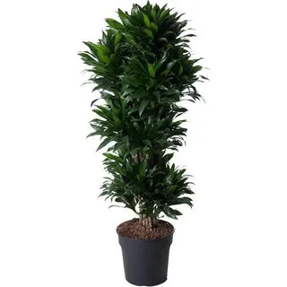 Drachenbaum – Dracaena Compacta 140cm – Ø31cm – Zimmerpflanze mit dunkelgrünen glänzenden Blättern – Elegante pflegeleichte Grünpflanze für Wohnzimmer, Büro & Wintergarten