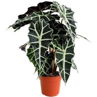 Alocasia Polly 35 cm - Pfeilblatt Elefantenohr Tropenpflanze, Pflegeleicht, Deko für Wohnung & Büro, Ideal für Zimmerpflanzen-Liebhaber