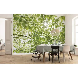 KOMAR Vliestapete Im Frühlingswald 250x280 cm