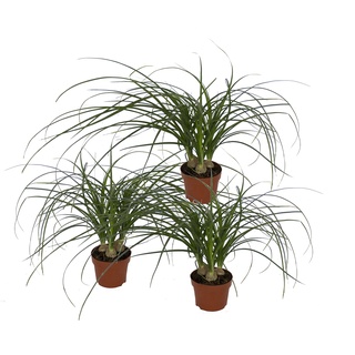 Dominik Blumen und Pflanzen, Blumen Dracena Nolina kleiner Elefantenfuß, 3er Spar-Set, mehrfarbig