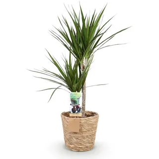 Dracaena Marginata – 90-100cm – 21cm mit Korb – Pflegeleichter Drachenbaum – Grün mit rotem Rand – Elegante Zimmerpflanze für Wohnzimmer, Büro & Eingangsbereich - Grün, Rot, Violett