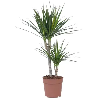 Drachenbaum - Dracaena marginata - Höhe 70-80cm - 17cm - Grün
