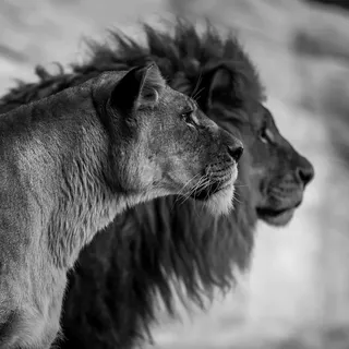 Aluminiumbild , Schwarz, Weiß , Metall, Kunststoff , 74x74 cm , einfache und schnelle Anbringung , Bilder & Rahmen, Bilder, Aluminium-Bilder