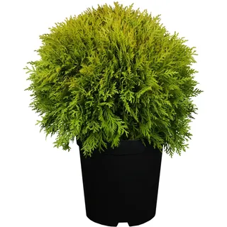 Lebensbaum Mirjam Höhe ca. 10 - 20 cm Topf ca. 2 l Thuja