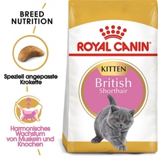 Bild Kitten British Shorthair 2 kg