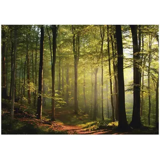 WallArena Fototapete Wald Bäume Grün 250x175 cm