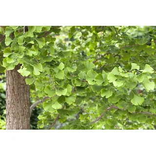 Ginkgo biloba, Fächerblattbaum, 40–60 cm, winterhart