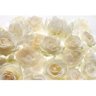 KOMAR Shalimar 368 x 248 cm | Tapete, Wandgestaltung, Wandtapete, Blumen, Hochzeit, Blumenmotiv, weiße Rosen, Elfenbein, Romantik | XXL4-007