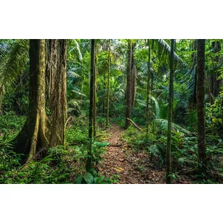 Papermoon Fototapete »REGEN-WALD-AMAZONAS PERU MANO PARK WEG BÄUME SYDAMERIKA«, bunt