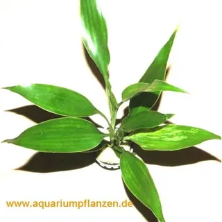 3 Töpfe Dracenae grüner Drachenbaum, Sumpfpflanzen