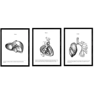 Nacnic Anatomie Poster 3er-Set. Vintage Stil Wanddekoration Abbildung von Leber Herz Lunge und andere Körperteile. Verschiedene menschliche Körper und Anatomie Bilder ohne Rahmen. Größe A3.