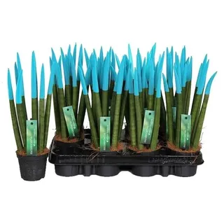 Sansevieria Cylindrica Straight -Spaghetti VELVET TOUCHZ®- 15-20 cm Bogenhanf Zimmerpflanze (Aqua) - Aqua