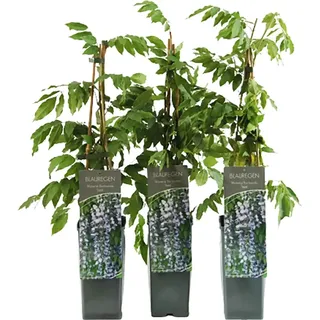 Blauregen Issai Höhe ca. 40 - 60 cm Topf ca. 2 l Wisteria floribunda