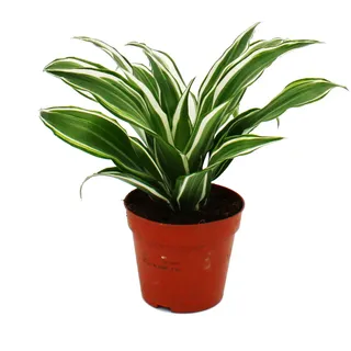 Drachenbaum -cfragrans White Jewel - 12cm Topf - weiß-grüne Blätter