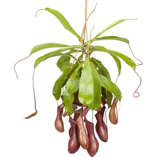 Kannenpflanze Ampel Topf-Ø ca. 14 cm Nepenthes