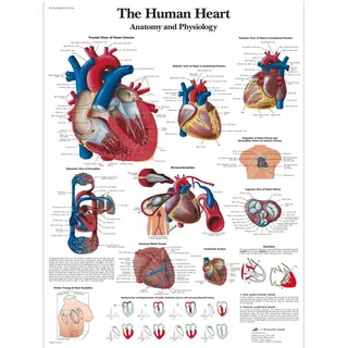 3B Scientific VR1334UU Human Anatomy „The Human Heart Anatomy and Physiology Chart“, Papierversion (englische Version), 50 x 67 cm