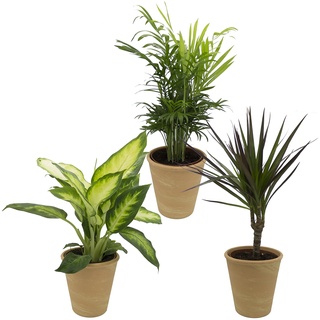 Dominik Blumen und Pflanzen, Zimmerpflanzen Set aus 1x Diefenbachie, 1x Bergpalme und 1x Drachenbaum (Dracaena marginata), 10 - 12 cm Topf, mit terrakotta - farbenem Übertopf