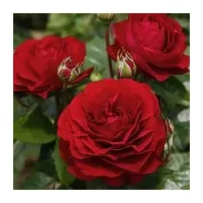KORDES ROSEN Beetrose, Rosa »Bordeaux®«, Blüte: rot, gefüllt