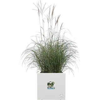 Elho Pflanztopf Vivo Next 40 cm x 40 cm x 40 cm Weiß mit Rollen