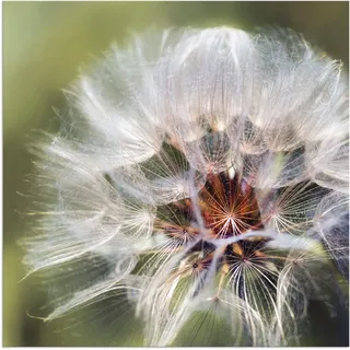 Artland Alu-Dibond-Druck "Pusteblume II" Blumen 1 Stk. tlg. für Innen- und Außenbereich geeignet, Outdoorbild, farbe bild(er): grün