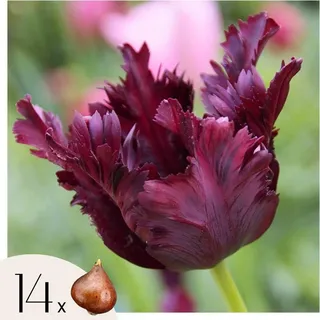 Tulpenzwiebeln - 14 Stk - Tulipa 'Black Parrot' - Blumenzwiebeln - Lila - Schwarz