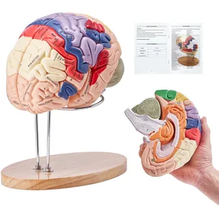 VEVOR Menschliches Gehirn Modell Anatomie, 2X Lebensgroßes 4-teiliges Menschliches Gehirn Anatomisches Modell mit Etiketten & Display Basis, Farbkodiertes Abnehmbares Gehirn Forschung über Lehren