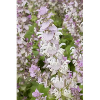 Salvia sclarea, Muskatellersalbei, aromatisch, ca. 11x11 cm Topf