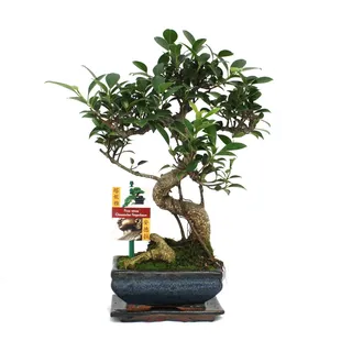EXOTENHERZ Bonsai Chinesischer Feigenbaum Ficus retusa ca. 6 Jahre