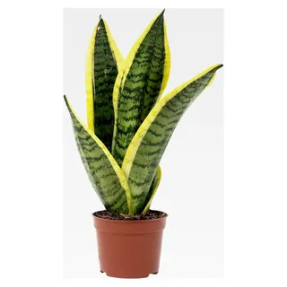 Bogenhanf - pflegeleichte Zimmerpflanze, Sansevieria trifasciata Superba - Höhe ca. 30 cm, Topf-Ø 9 cm
