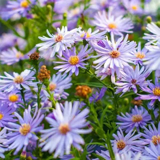 6 x Schleier Aster Little Carlow - Aster cordifolius 'Little Carlow' - Topf 9cm x 9cm
