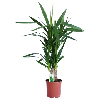 Dominik Blumen und Pflanzen, Yucca - Palme, Palm - Lilie, Yucca elephantipes, 2 - stämmig, 2 - 3 Liter Topf, ca. 60 cm hoch, 1 Zimmerpflanze, Kübelpflanze