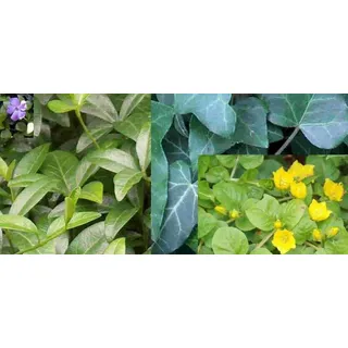 6 getopfte Bodendecker für den Garten in Gärtnerqualität, mindestens 3 Sorten, biologische Unkrautbekämpfung