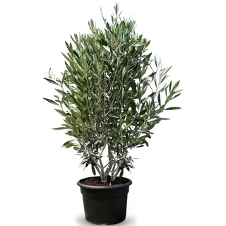 sunny tree - Olivenbaum - Olea Europaea in Strauchform - Höhe ca. 140-160 cm inkl. Topf. - Winterhart bis -18 - Immergrün