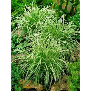 Carex morrowii 'Silver Sceptre', Japan-Segge, grün-weiß, ca. 11x11 cm Topf