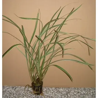 5 Töpfe Acorus gramineus v varie gestreifter Kalmus