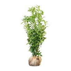 Kirschlorbeer Genolia Set à 30 Stück Höhe ca. 125 - 150 cm Ballenware Prunus