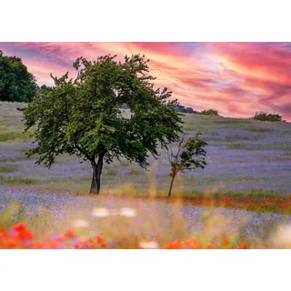 Rasch Tapete 363425 - Fototapete auf Vlies mit einem Kornblumenfeld in Grün, Lila und Rot aus der Kollektion Magicwalls - 2,65 m x 3,71 m (LxB)