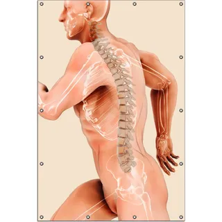Wallario Outdoor-Poster für Garten oder Balkon, Motiv Anatomie Wirbelsäule - Menschliches Skelett beim Laufen, in ca. 120 x 180 cm - Braun