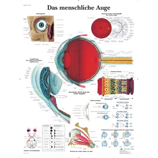 3B Scientific Lehrtafel - Das menschliche Auge